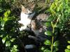 My Cat in  my garden