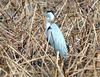 Ardea cinerea (Gray Heron)