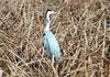 Ardea cinerea (Gray Heron)