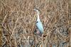 왜가리 Ardea cinerea (Gray Heron)