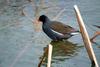 쇠물닭 Gallinula chloropus (Common Moorhen)