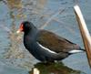 Gallinula chloropus (Common Moorhen)