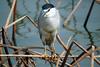 해오라기 Nycticorax nycticorax (Black-crowned Night Heron)