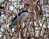 Nycticorax nycticorax (Black-crowned Night Heron)