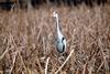 왜가리 Ardea cinerea (Gray Heron)