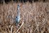 왜가리 Ardea cinerea (Gray Heron)