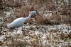 쇠백로 Egretta garzetta garzetta (Little Egret)