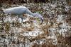 쇠백로 Egretta garzetta garzetta (Little Egret)