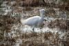 쇠백로 Egretta garzetta garzetta (Little Egret)