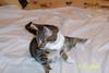 My cat