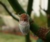 mealy bug