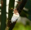 mealy bug