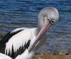 Australian pelican preening