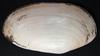 SHELL Lutraria lutraria