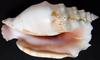 SHELL 14