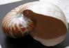 SHELL 16