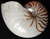 SHELL 17