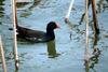 쇠물닭 Gallinula chloropus (Common Moorhen)