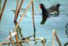 쇠물닭 Gallinula chloropus (Common Moorhen)