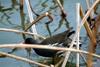 쇠물닭 Gallinula chloropus (Common Moorhen)