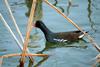 쇠물닭 Gallinula chloropus (Common Moorhen)