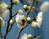 honeybee on flower