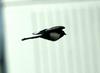 Black-billed Magpie in flight