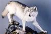 animal pictures
