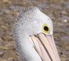 Australian pelican 2