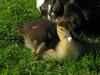 muscovy duck's chick