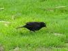 Common BLACKBIRD 4