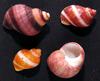 shell 23