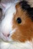Guinea Pig 5