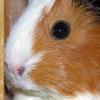 Guinea Pig 6
