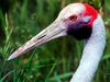 Brolga