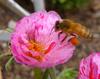 bumbling bee 1
