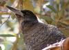 young Australian magpie