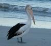 Australian pelican