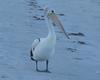 Australian pelican