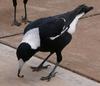 Australian magpie and worm 2