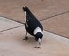 Australian magpie and worm 1