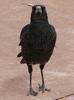 Australian magpie glares