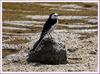 구멍이 송송 뚫린 '철원석' 위에서 쉬고 있는 할미새 | 알락할미새 Motacilla alba leucopsis (White-faced Wagtail)