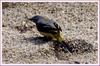 노랑 할미새 | 노랑할미새 Motacilla cinerea (Gray Wagtail)