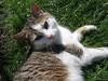 my cat