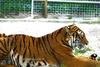 Siberian-Tiger (