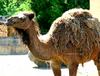 Dromedary