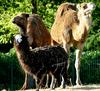 2 Dromedaries + 1 Black Llama