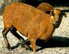 Goat (elegant reverence)