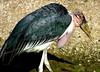 Stork (